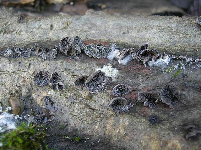 I  Funghi  dopo  l''Uragano